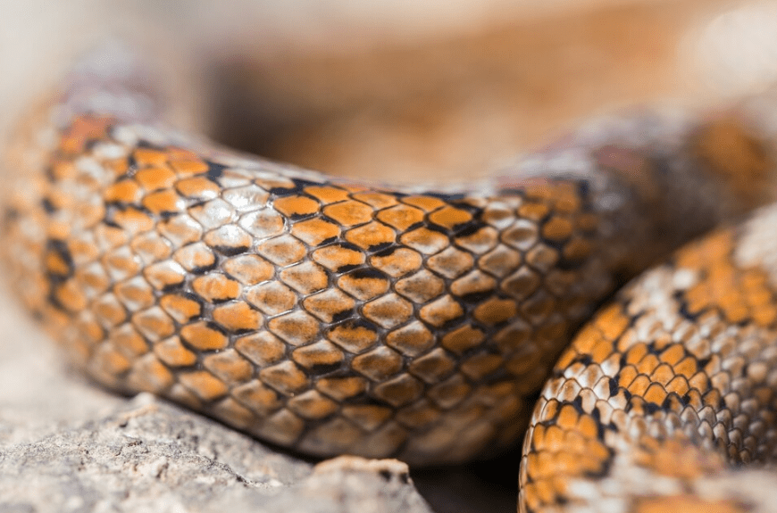 Piel de Serpiente ¿Por qué es tan resistente? 】 Curtidos Menacho